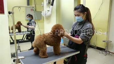 Dog Grooming Salon in Beijing