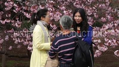 People Photographing Cherry Blossom in Shinjuku Gyoen National Park in Tokyo