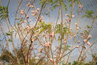 Pink Flowers on Gili Meno