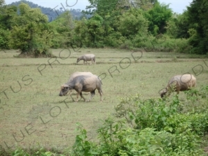 Water Buffalo near the Mekong River