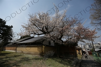 Cherry Blossom Tree in Kofukuji in Nara