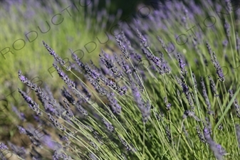 Bee on a Lavender Flower near Château de Lacoste