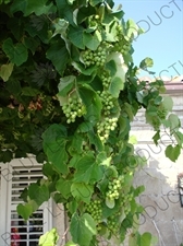 Grapes Growing in Dubrovnik