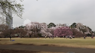 Shinjuku Gyoen National Park in Tokyo