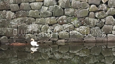 Tokyo Imperial Palace (Kokyo) Swan