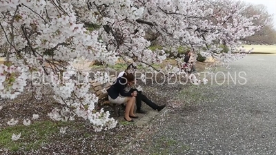 People Sitting Under Cherry Blossom Trees in Shinjuku Gyoen National Park in Tokyo