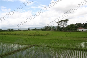 Paddy Fields near Yogyakarta