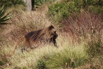 Baboon in Simien Mountains National Park