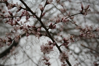 Cherry Blossom in the Summer Palace in Beijing