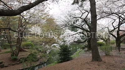 Shinjuku Gyoen National Park Pond in Tokyo