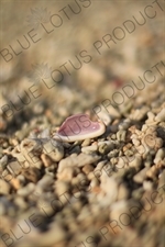 Shell on a Beach on Gili Meno