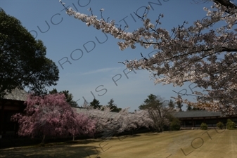 Cherry Blossom outside Big Buddha Hall (Daibutsuden) of Todaiji in Nara