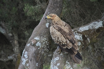 Golden Eagle in Simien Mountains National Park