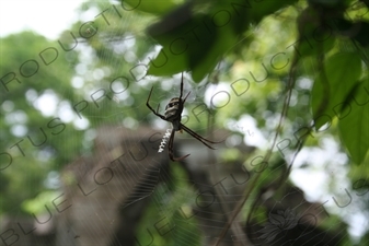 Spider on its Web at Beng Melea in Angkor