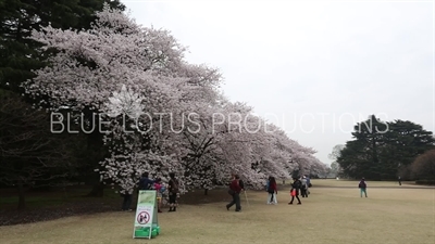 People Photographing Cherry Blossom in Shinjuku Gyoen National Park in Tokyo