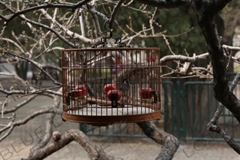 Bird in a Traditional Chinese Cage near the Long Corridor (Chang Lang) in the Temple of Heaven (Tiantan) in Beijing