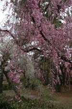 Cherry Blossom in Kyoto Gyoen/Imperial Palace Park in Kyoto