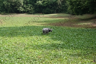 Water Buffalo in Angkor