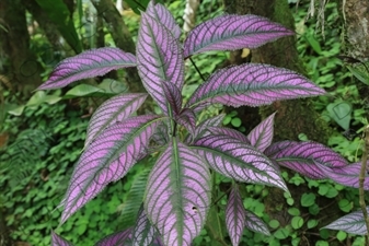 Purple Leaves in Arenal Volcano National Park