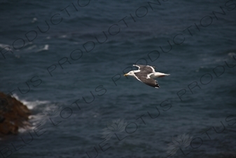 Sea of Japan Gull Flying over Rebun