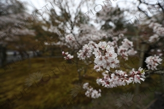 Cherry Blossom in the Grounds of Nanzen-ji in Kyoto