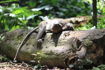 Monkey Asleep on a Log in Bali