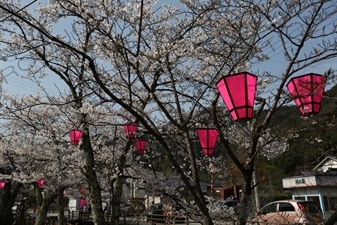 Lanterns Hanging in Cherry Blossom Trees in Kinosaki Onsen