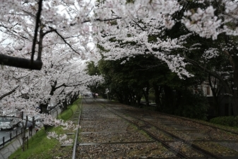 Cherry Blossom Trees on the Biwako Incline in Kyoto