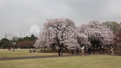 Shinjuku Gyoen National Park in Tokyo