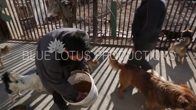 Beijing Animal Shelter