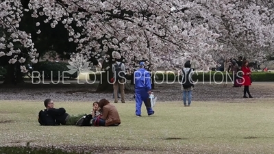 Family Sitting Under a Cherry Blossom Tree in Shinjuku Gyoen National Park in Tokyo