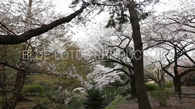 Shinjuku Gyoen National Park Pond in Tokyo