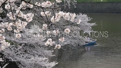 Tokyo Imperial Palace Chidorigafuchi Moat Cherry Blossom