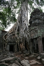 Tree Growing out of Doorway at Ta Prohm