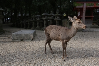 Deer in the Grounds of the Kasuga Grand Shrine (Kasuga-taisha) in Nara