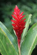 Red Ginger Flower in Arenal Volcano National Park