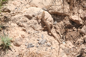 Lizard in Pasargadae