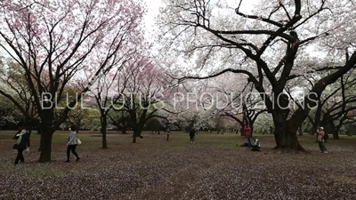 People Photographing Cherry Blossom in Shinjuku Gyoen National Park in Tokyo