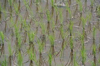 Rice Growing in Paddy Fields near Yogyakarta