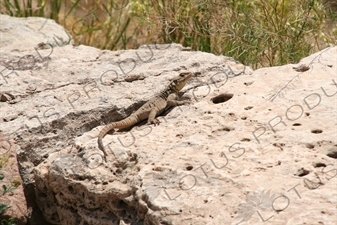 Lizard among the Ruined Buildings at Takht-e Soleyman