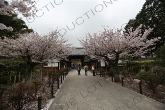 Entry Walkway and Cherry Blossom Trees in Kencho-ji in Kamakura