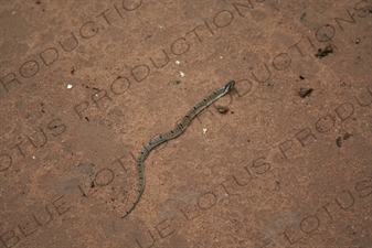 Snake in Angkor