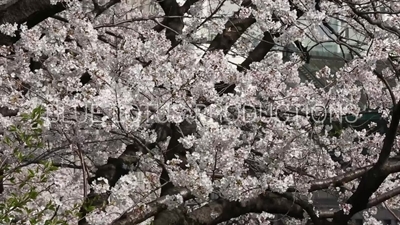 Kitanomaru Park/Garden Cherry Blossom in Tokyo