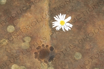 Daisy Floating in a Pool in the Arg-e Karim Khan in Shiraz