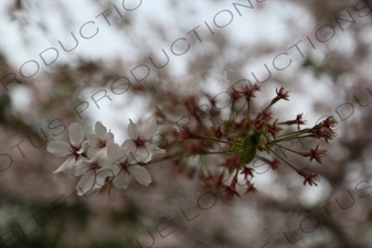 Cherry Blossom in Kencho-ji in Kamakura