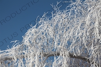 Snow Covered Tree Branches in the Sun Island Scenic Area (Taiyang Dao) in Harbin