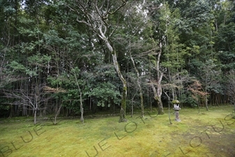 Garden in Koto-in in Daitoku-ji in Kyoto