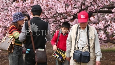 People Photographing Cherry Blossom in Shinjuku Gyoen National Park in Tokyo