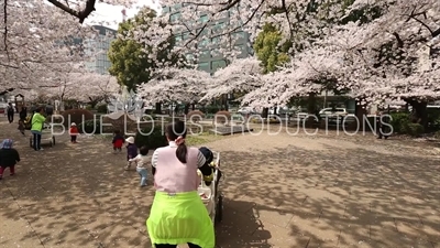 Chidorigafuchi Park Cherry Blossom in Tokyo
