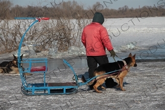 Dog Sled on the Songhua River in Harbin